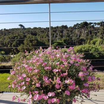 Convolvulus - hybride - Rosa Bella - NATCVVS10