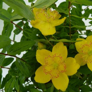 Hypericum - X moserianum - Little Misstery - Dunnehyp