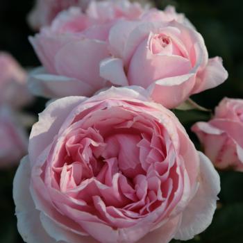 Rosa - hybride - Cinderella® - korfobalt