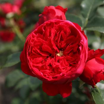 Rosa - hybride - Florentina® - KORtrameilo