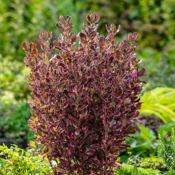 Coprosma - hybride - Pacific Eclipse - ALDAWN