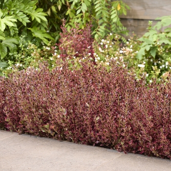 Coprosma - hybride - Pacific Eclipse - ALDAWN