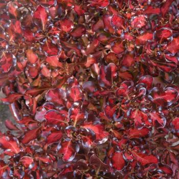 Coprosma  - repens X - Pacific Sunset - JWNCOPPS