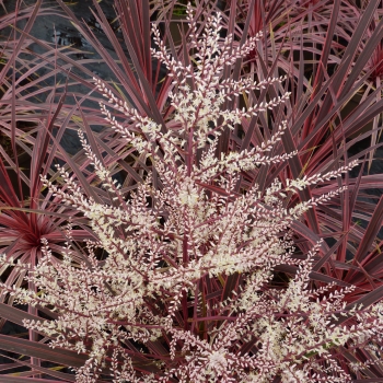 Cordyline  - australis - Charlie Boy - RIC01 