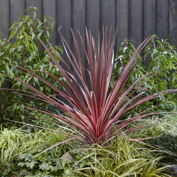 Cordyline  - australis - Charlie Boy - RIC01 