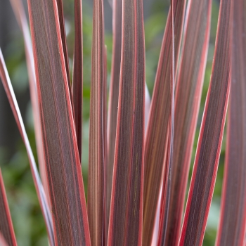 Cordyline  - australis - Charlie Boy - RIC01 