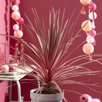 Cordyline  - australis - Charlie Boy - RIC01 