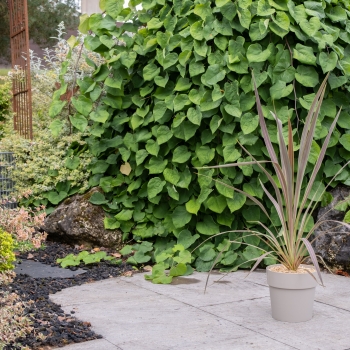 Cordyline - × banksii - Electric Flash - Sprilecflash