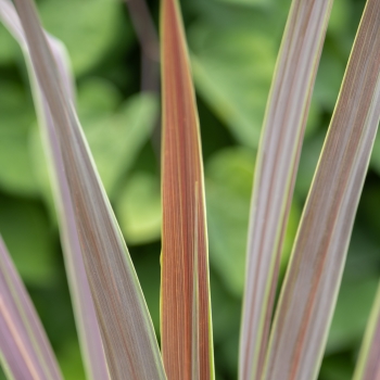 Cordyline - × banksii - Electric Flash - Sprilecflash