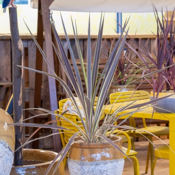 Cordyline - × banksii - Electric Flash - Sprilecflash