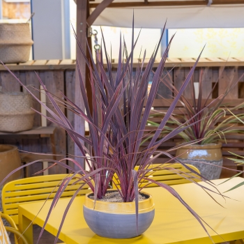 Cordyline - × banksii - Electric Pink - Sprilecpink