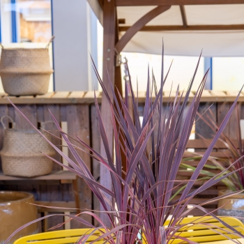 Cordyline - × banksii - Electric Pink - Sprilecpink