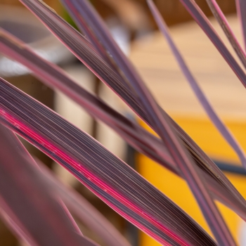 Cordyline - × banksii - Electric Pink - Sprilecpink