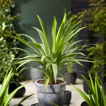 Cordyline - australis - Emerald Star - Broadsword