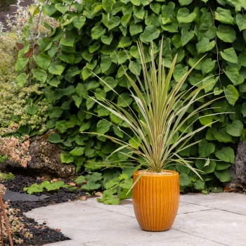 Cordyline - australis - Fantasy - Spricorfantasy