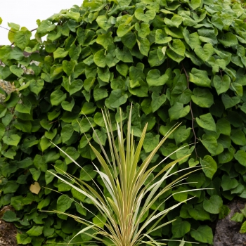 Cordyline - australis - Fantasy - Spricorfantasy