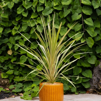 Cordyline - australis - Fantasy - Spricorfantasy