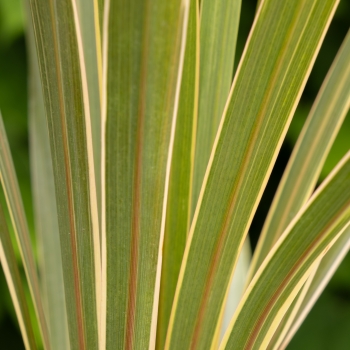 Cordyline - australis - Fantasy - Spricorfantasy