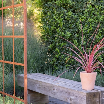 Cordyline - × banksii - Salsa - COV