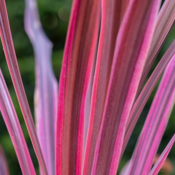 Cordyline - × banksii - Salsa - COV