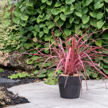 Cordyline - × banksii - Salsa - COV