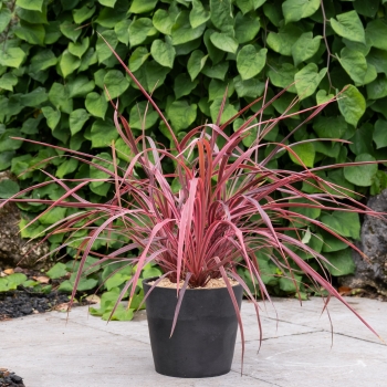 Cordyline - × banksii - Salsa - COV