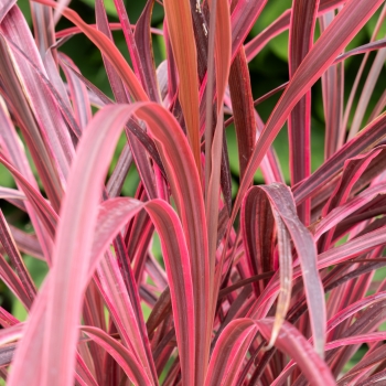 Cordyline - × banksii - Salsa - COV
