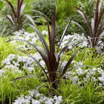 Cordyline - obtecta - Superstar - Albatross