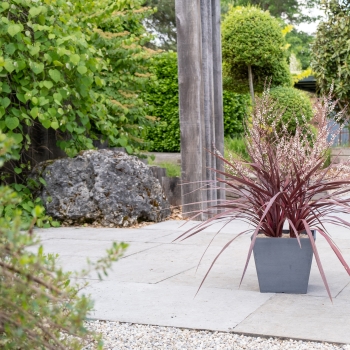 Cordyline - banksii - Very Cherry - PPPCORRED
