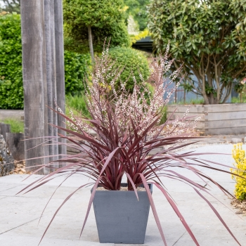 Cordyline - banksii - Very Cherry - PPPCORRED