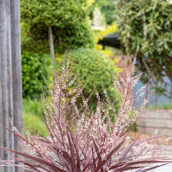 Cordyline - banksii - Very Cherry - PPPCORRED