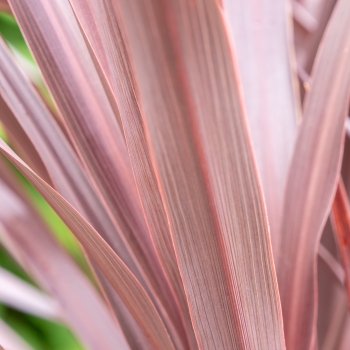 Cordyline - banksii - Very Cherry - PPPCORRED