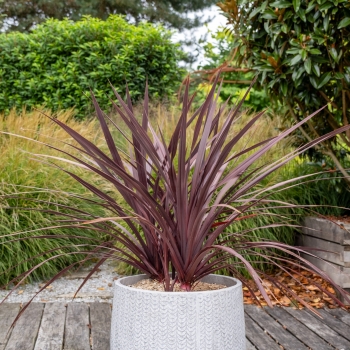 Cordyline - × banksii - Zumba - COV