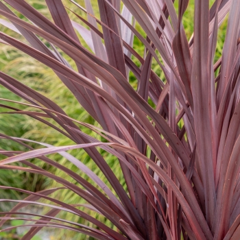 Cordyline - × banksii - Zumba - COV