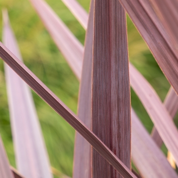 Cordyline - × banksii - Zumba - COV