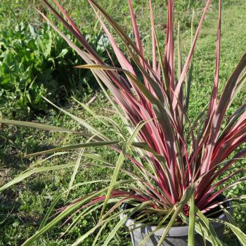 Cordyline - X banksii - Can Can - PF100