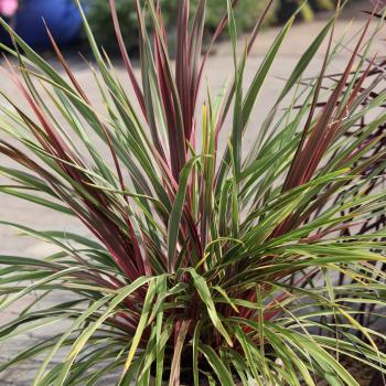 Cordyline - X banksii - Can Can - PF100