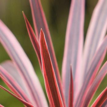 Cordyline - australis - Pink Star - TUS019
