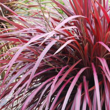 Cordyline - x banksii - Zumba - COV