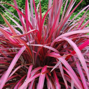 Cordyline - x banksii - Zumba - COV