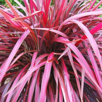 Cordyline - x banksii - Zumba - COV