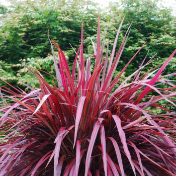 Cordyline - x banksii - Zumba - COV