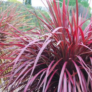 Cordyline - x banksii - Zumba - COV