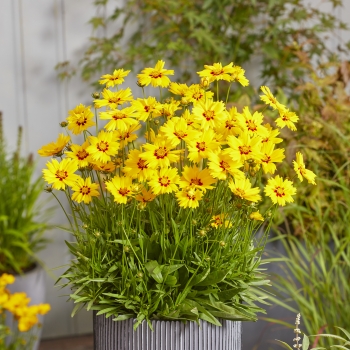 Coreopsis - grandiflora - Mellow - MVNC1823