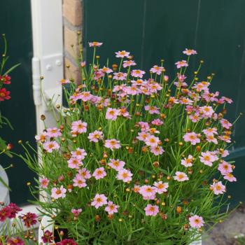 Coreopsis - rosea - Pink - URITW02