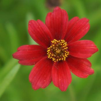 Coreopsis - rosea - Red - URITW03