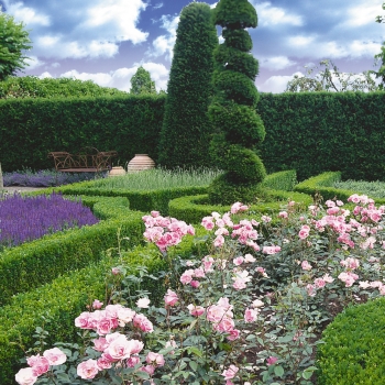 Cupressocyparis - leylandii - Blue Jeans - COV