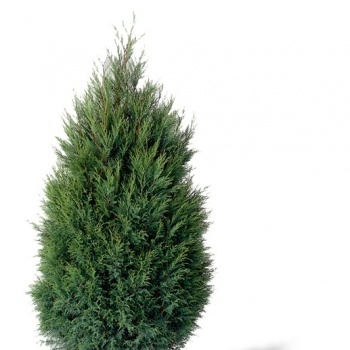 Cupressocyparis - leylandii - Blue Jeans - COV