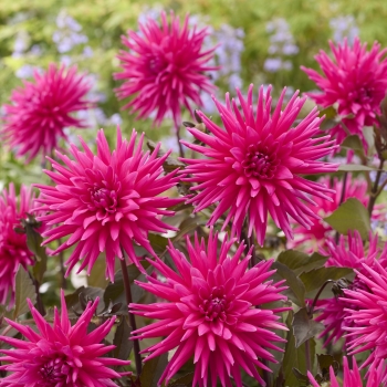 Dahlia - hybride - Electro Pink  - 