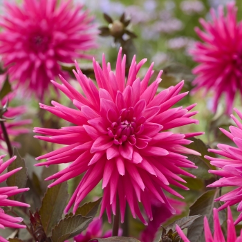 Dahlia - hybride - Electro Pink  - 